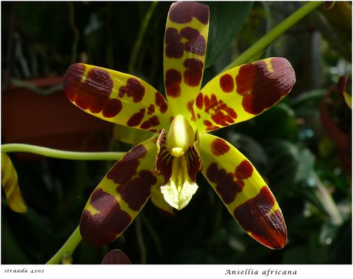 058-2024 Ansellia africana