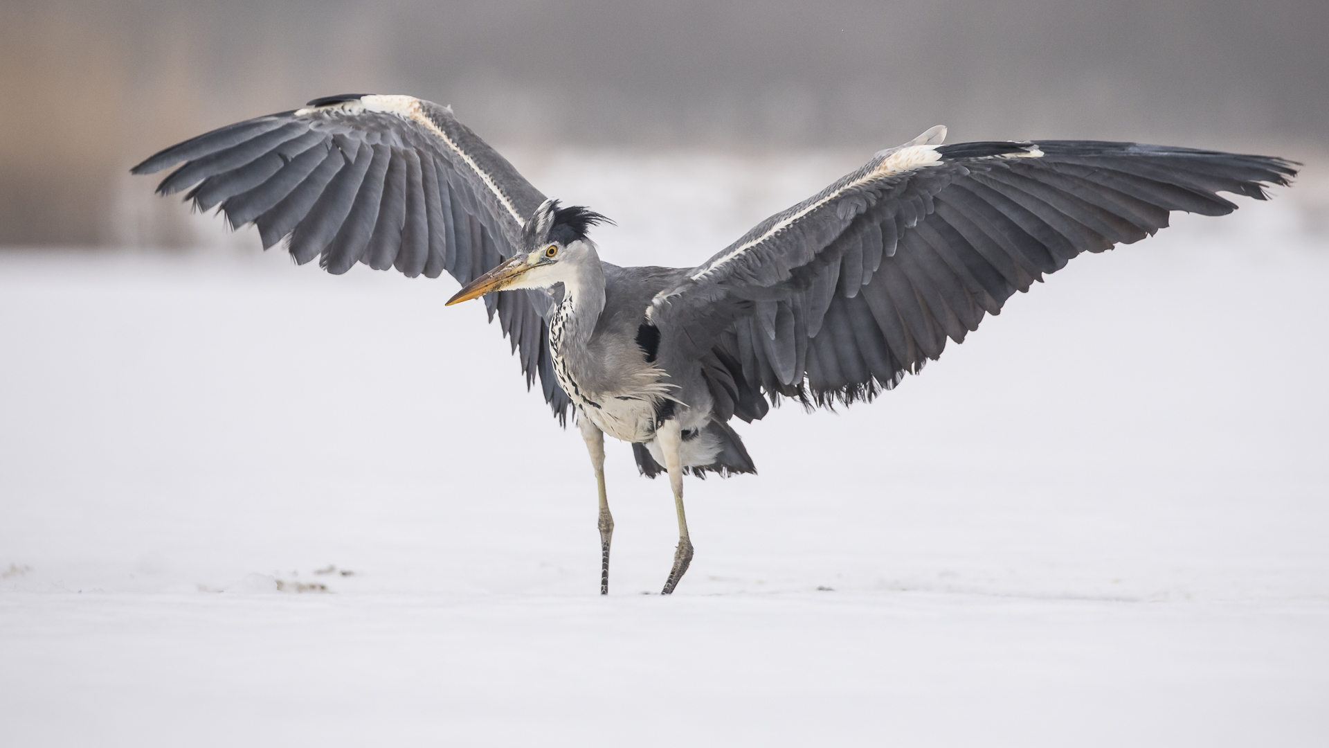 059 - 20180127 - Tschechien-Graureiher - _U8A7903