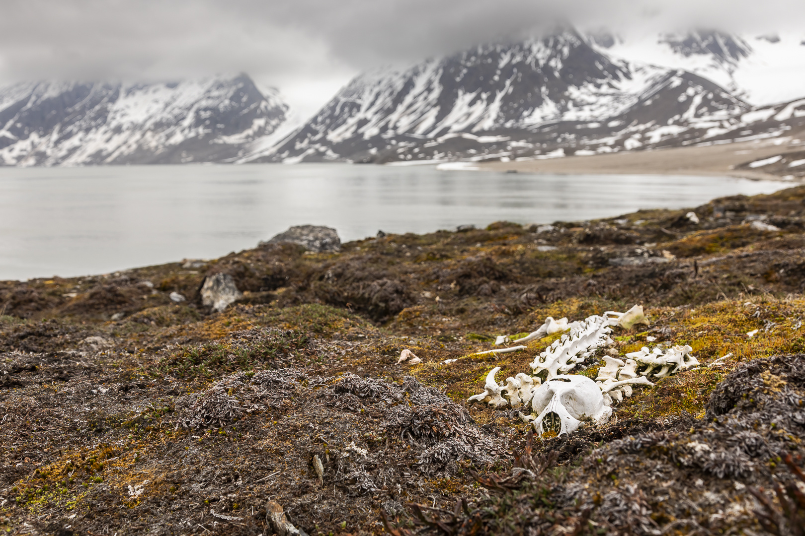 059-20230624 - Spitzberge-Signehamna+Lilliehookbreen+Tinayrebukta - _U8A4632-Bearbeitet