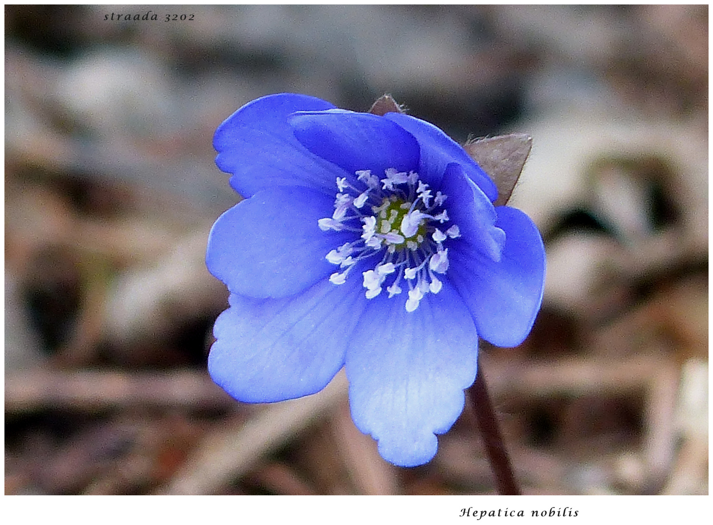 059-2024 Leberblümchen