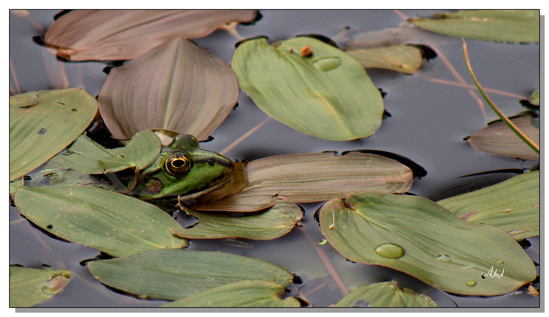 0592   --- Frosch im Teich ---