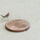Mini Mantis