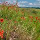 Mohn