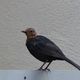 2020-08-17 - 07.56_Ochsenfurt - Cowbird