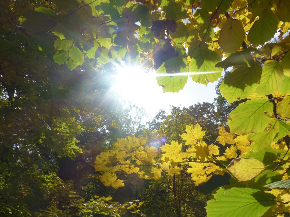 Sonnenlicht durch Bäume von Mirijosie