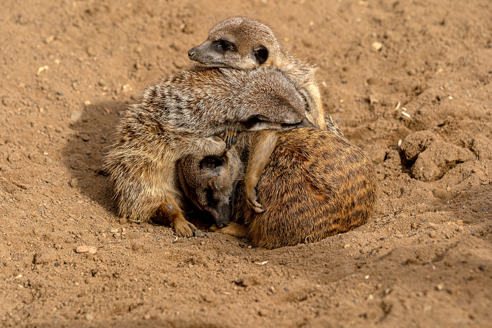 05_Erdmännchen im Zoo Hannover