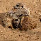 05_Erdmännchen im Zoo Hannover