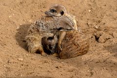 05_Erdmännchen im Zoo Hannover