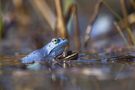 Amphibien (Lurche)