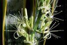 Sansevieria trifasiata by Aldo Díaz Matute