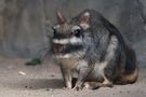 Viscacha l... von rufus53