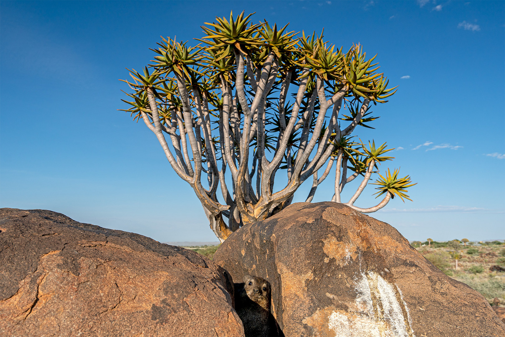 05_Serie Klippschliefer im Köcherbaumwald/Namibia