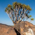 05_Serie Klippschliefer im Köcherbaumwald/Namibia