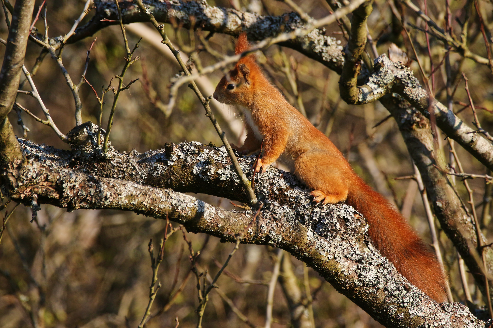 06 Eichhörnchen (2022_03_23_0177_ji)