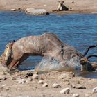 06. Jagt auf eine Kudu-Antilope durch Hyänen im Etosha National Park in Namibia