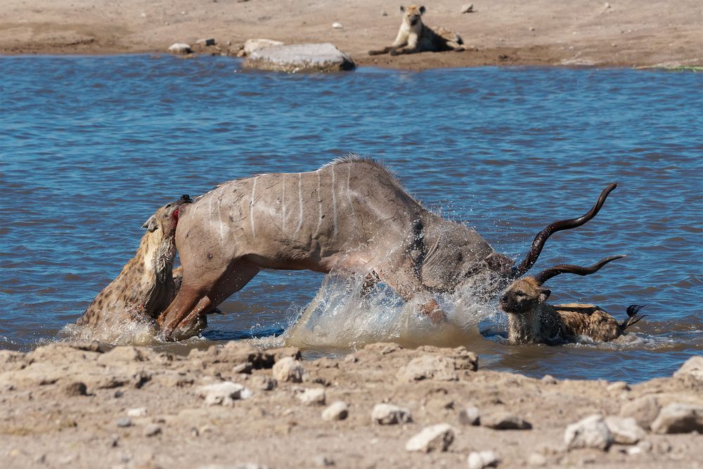 06. Jagt auf eine Kudu-Antilope durch Hyänen im Etosha National Park in Namibia