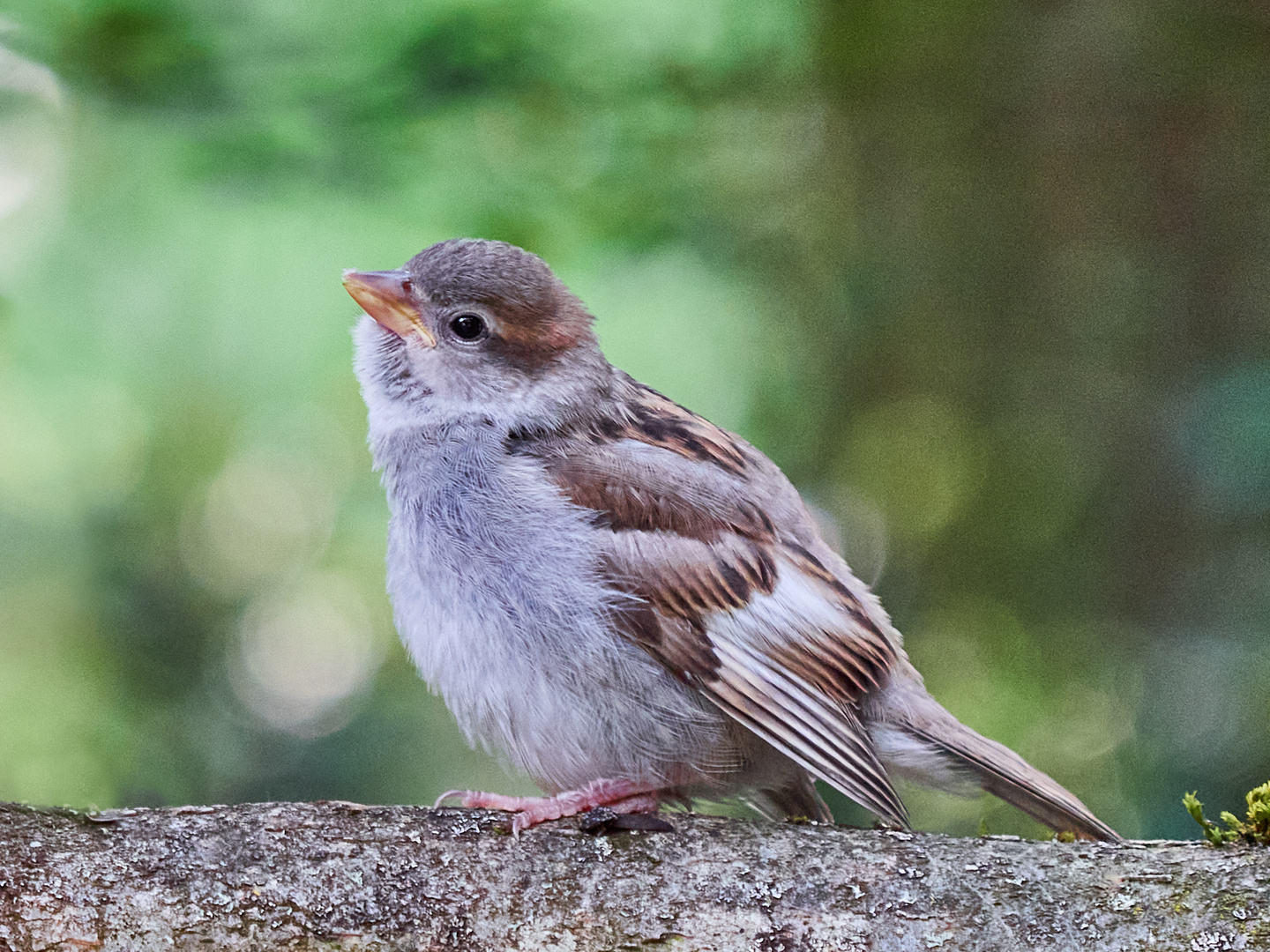 06jungersperling Foto & Bild tiere, wildlife, wildlife luderfutterplätze Bilder auf