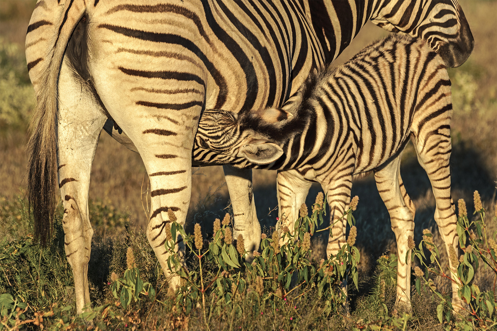 06. Zebra im Etosha 