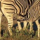 06. Zebra im Etosha 