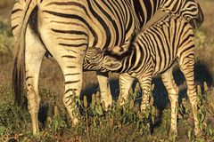 06. Zebra im Etosha 