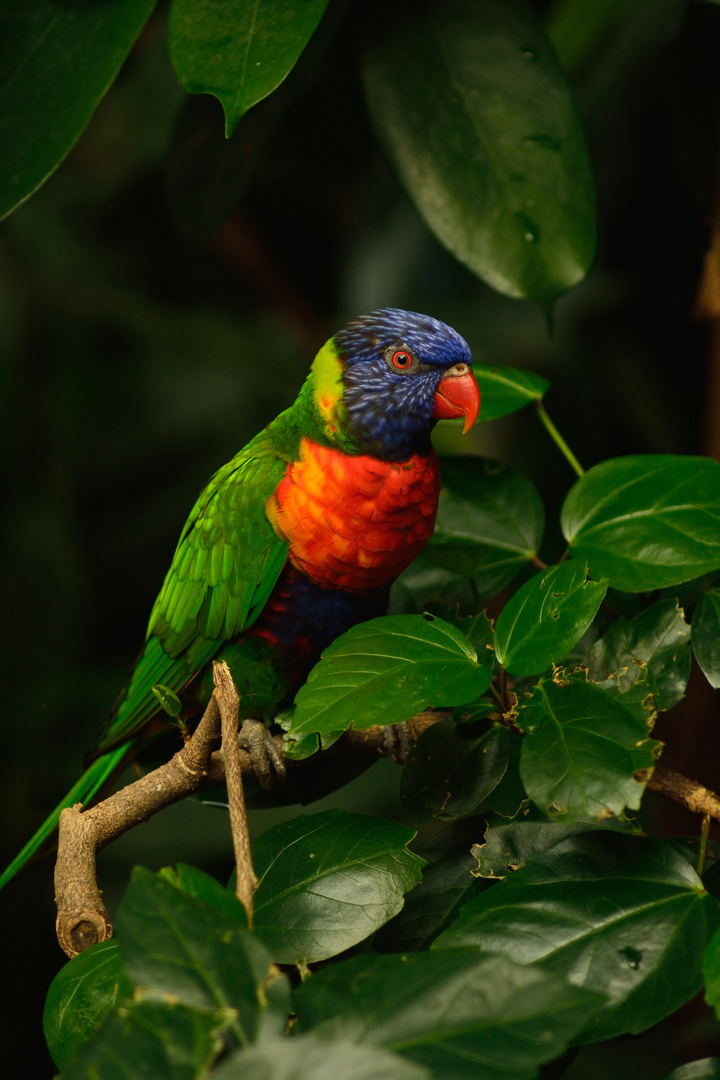 06 Zoo Hellabrunn München 2018