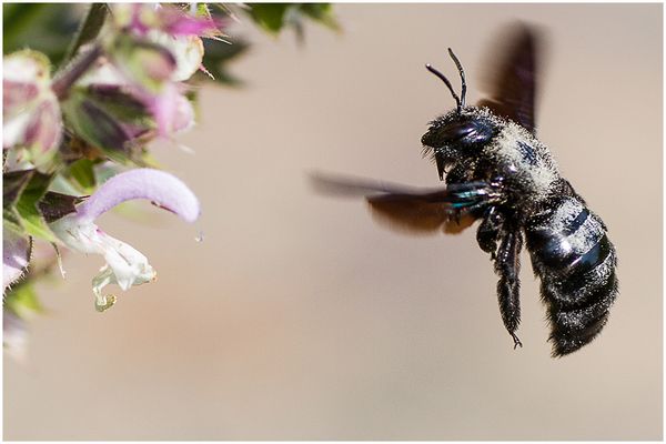 060 (05) Holzbiene_Heinz Schaub