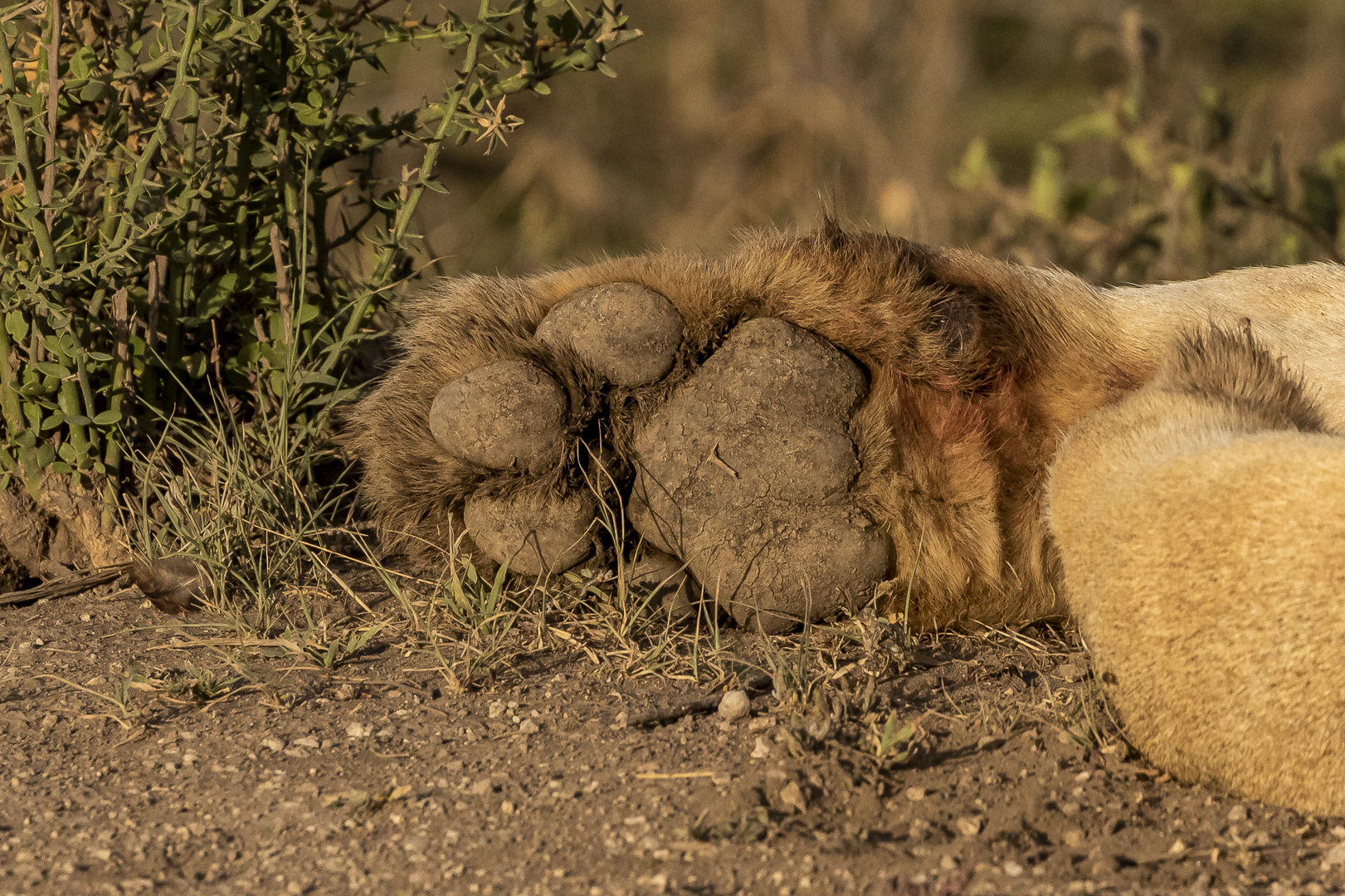 060-20190222 - Tansania - Nduturegion-Ngorongoro - CS8A9666