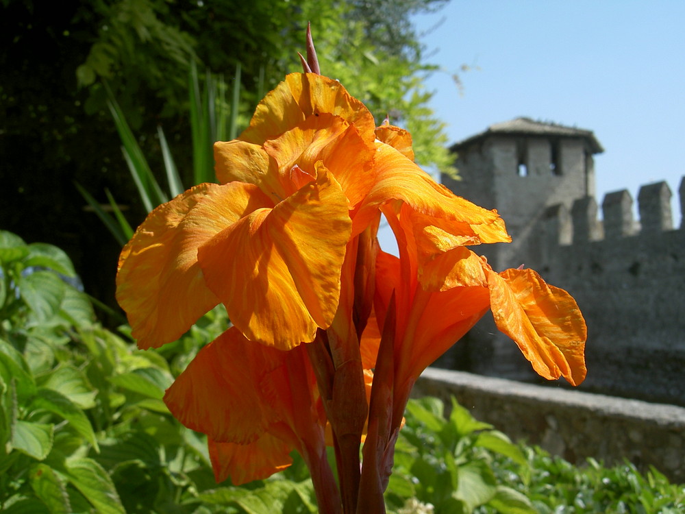 060901 Blüte vor der Burgmauer von Sirmione