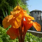 060901 Blüte vor der Burgmauer von Sirmione