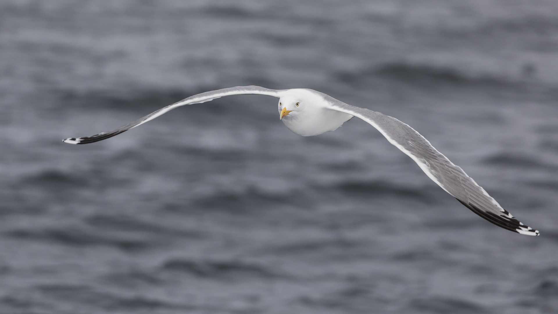 061 - 20180528 - Hurtigruten - Seeadlersafari Trollfjord - _U8A6335