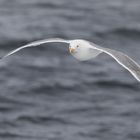 061 - 20180528 - Hurtigruten - Seeadlersafari Trollfjord - _U8A6335