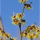 061-2024 Hamamelis