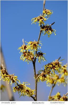 061-2024 Hamamelis