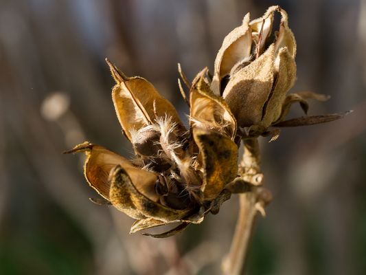 061 Aufgeplatzte Samenkapseln_Heinz Schaub
