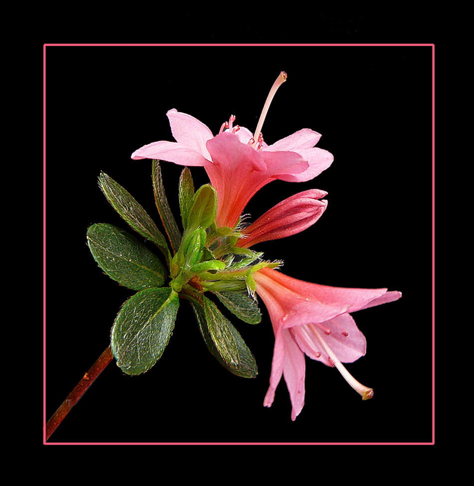 061 AZALEA fiori piccoli