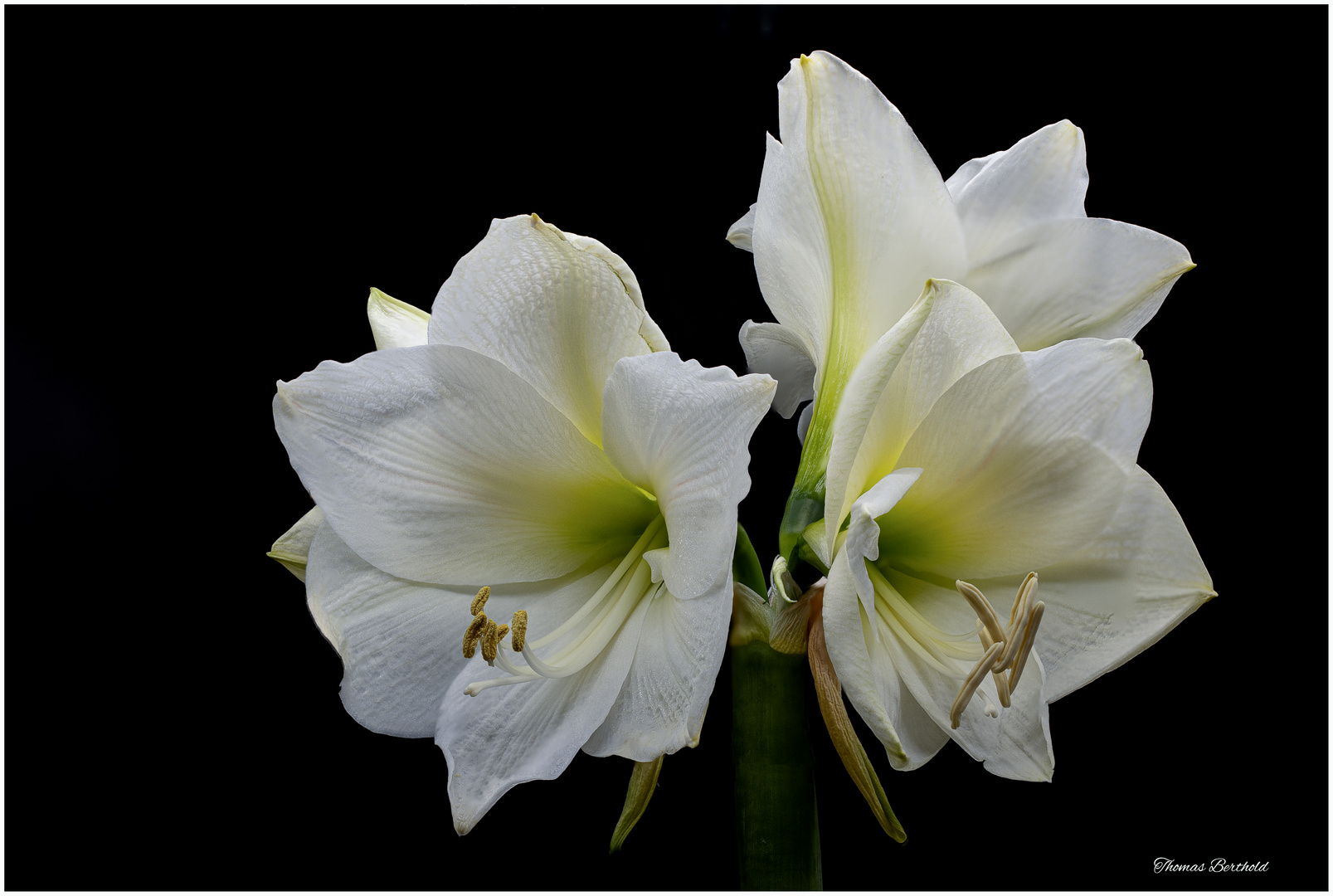 06.11.2020 Amaryllis tb