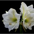 06.11.2020 Amaryllis tb