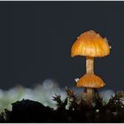 06.12.2023 ## Winternacht mit Pilz im Moos ##