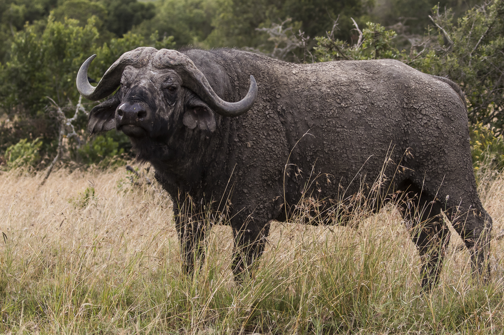 062 20160905 Nairobi Sweetwater Game Reserve CS8A9157 Foto