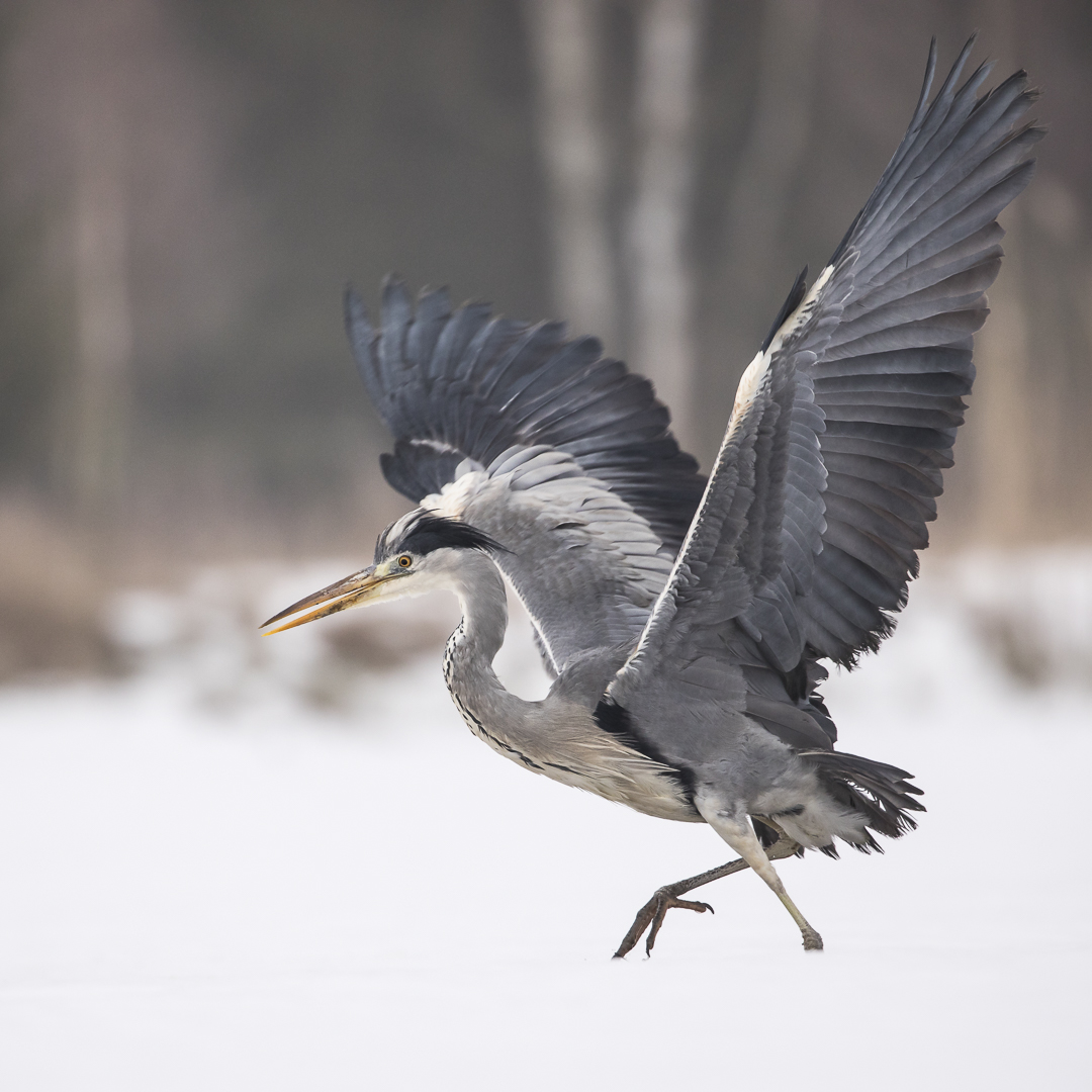 062 - 20180127 - Tschechien-Graureiher - _U8A7911