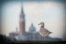 Sightseeing in Venedig by Andreas - Andy