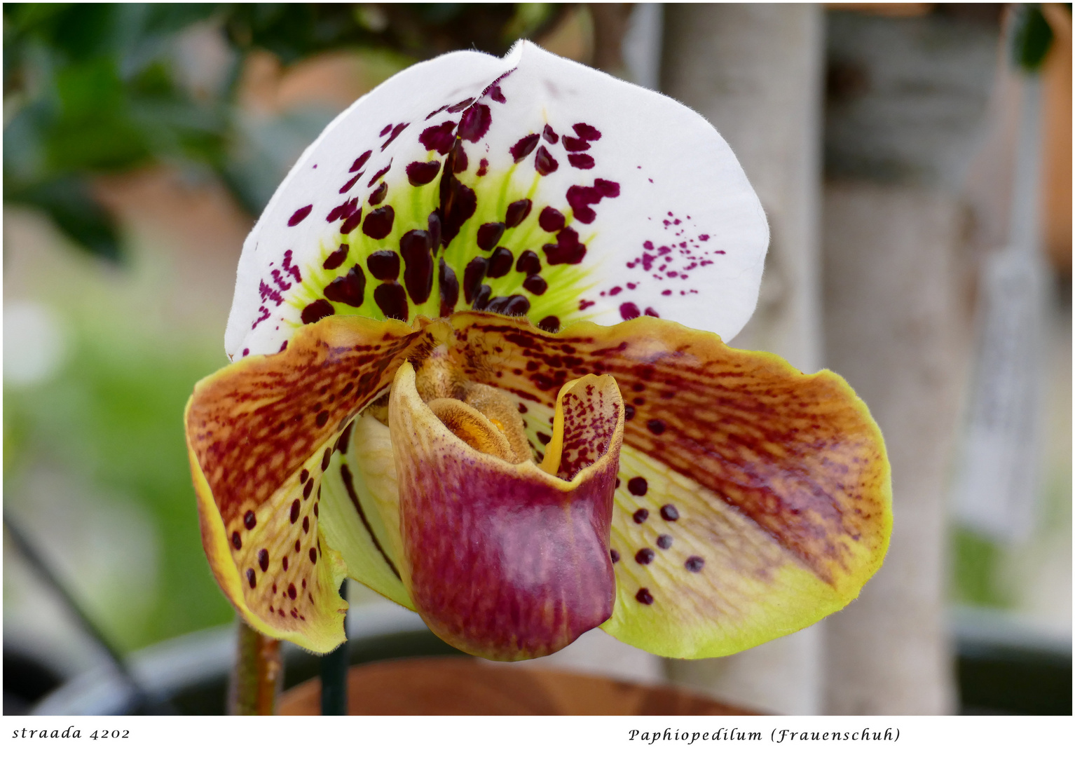 063-2024 Paphiopedilum 