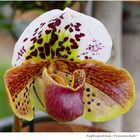 063-2024 Paphiopedilum 