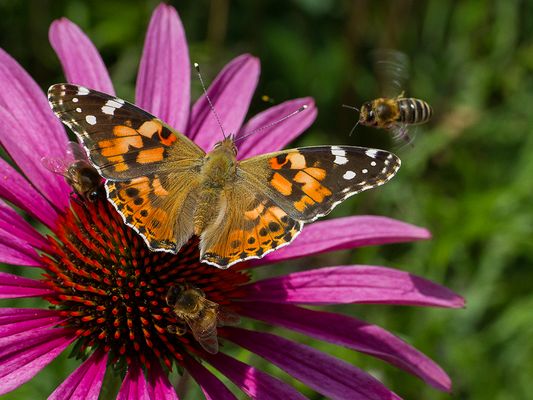 063 (46) Distelfalter_Heinz Schaub