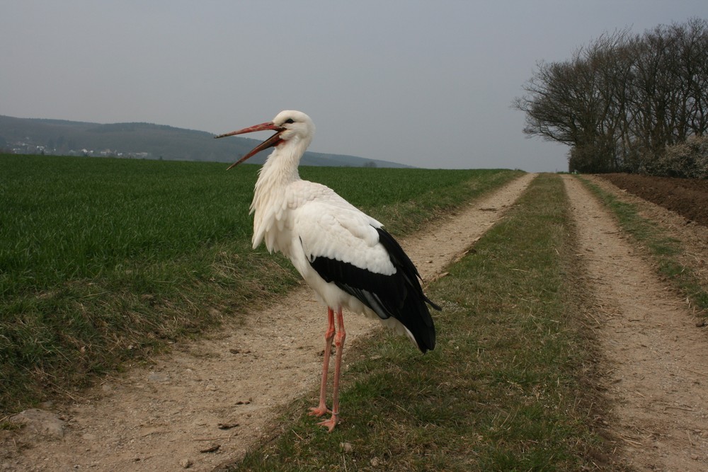 06335 der Storch von Gey