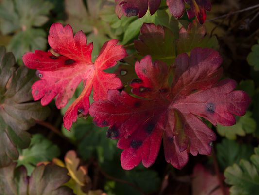 064 Rote Blätter_Heinz Schaub