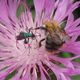 Streit auf der Flockenblume - Hummel gegen Scheinbockkfer