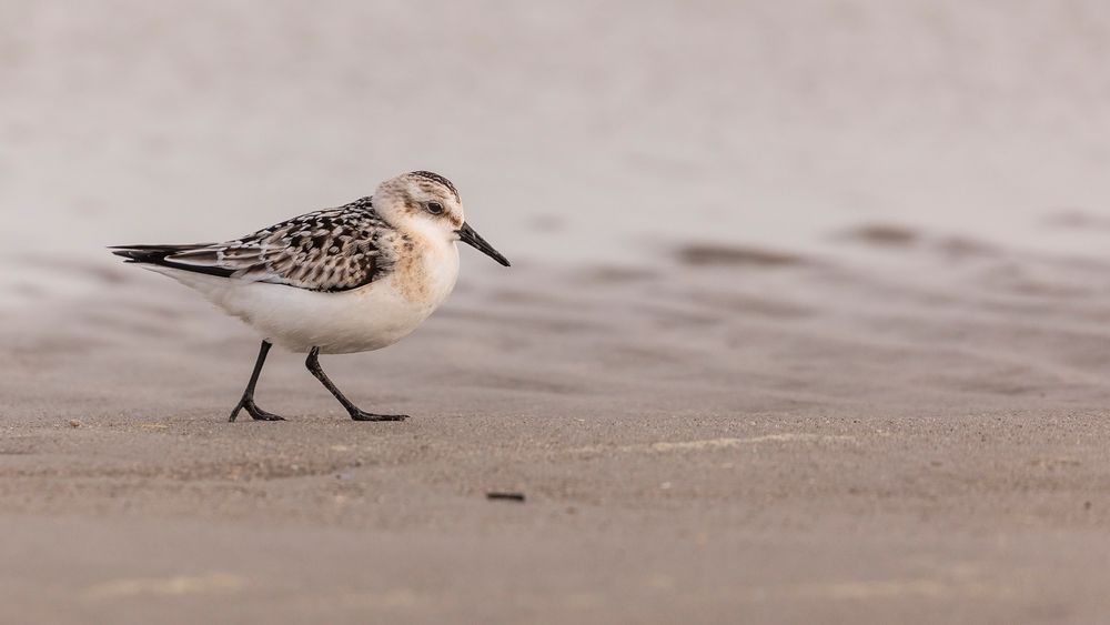 065-20191009 - St. Peter-Ording - _U8A1391