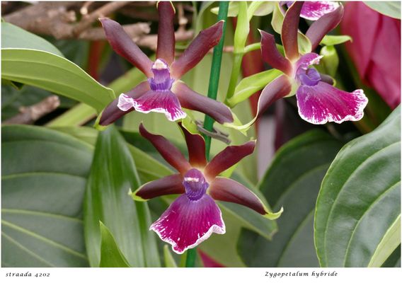 065-2024 Zygopetalum hybride