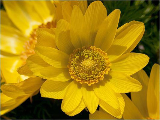 065 (26) Frühlingsadonis_Heinz Schaub